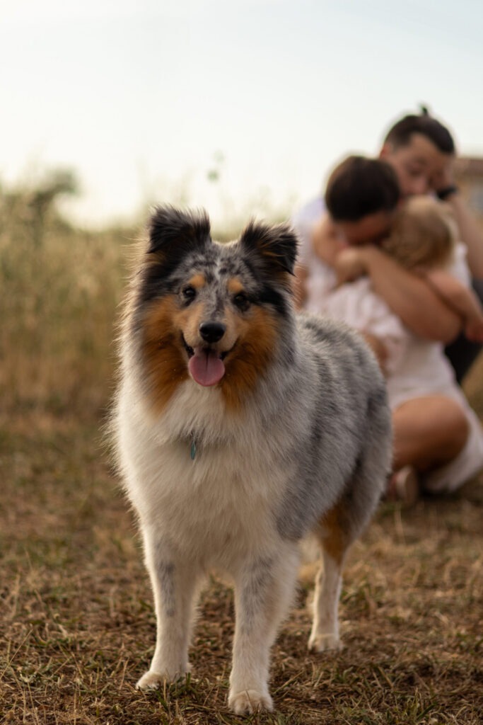 Photo chien famille heureux Photo chien famille heureux